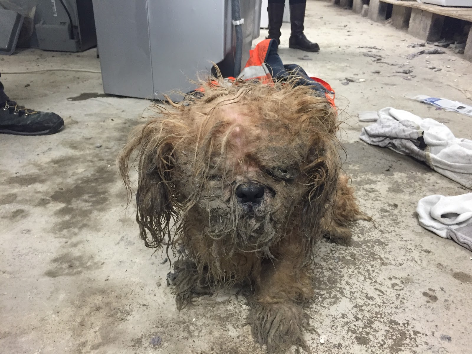 Tibetan terrier best sale rspca
